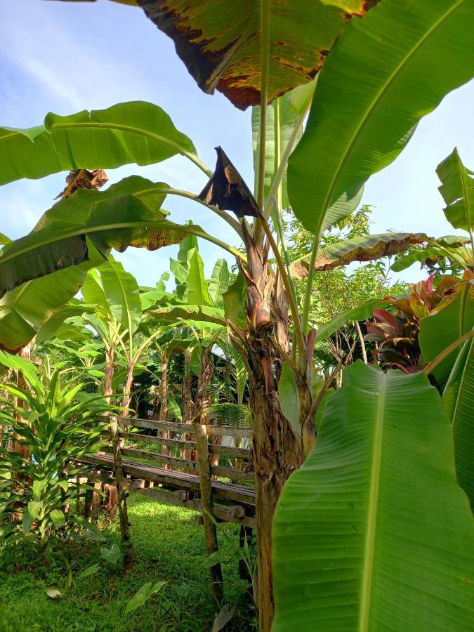 Banana Grove El Nido Hotel Екстериор снимка
