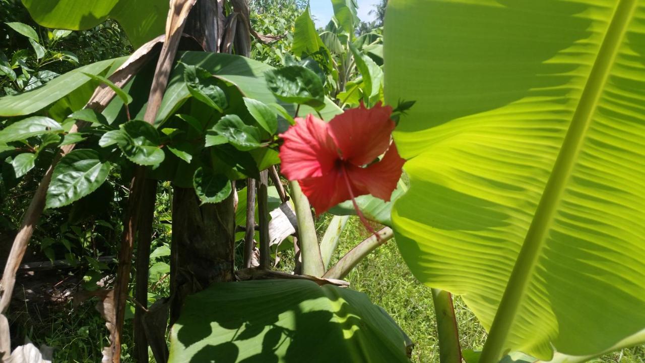 Banana Grove El Nido Hotel Екстериор снимка