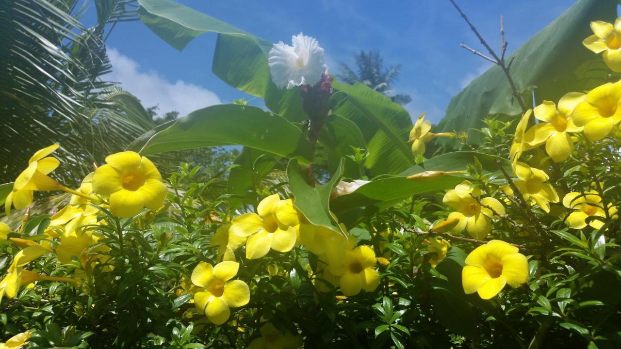 Banana Grove El Nido Hotel Екстериор снимка